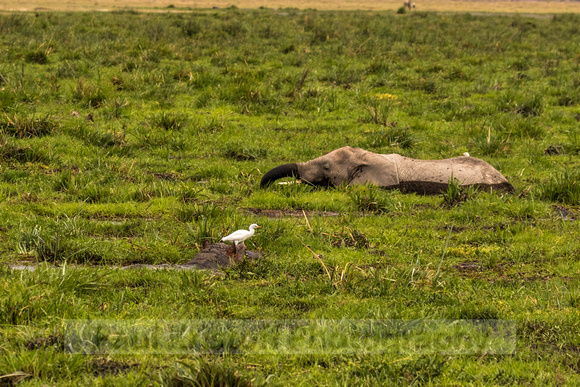 Amboseli National Park-1540