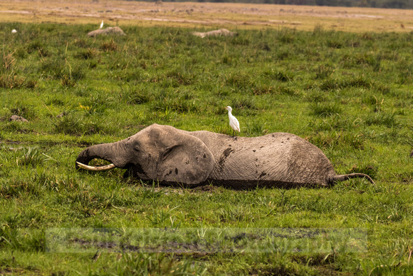Amboseli National Park-1546