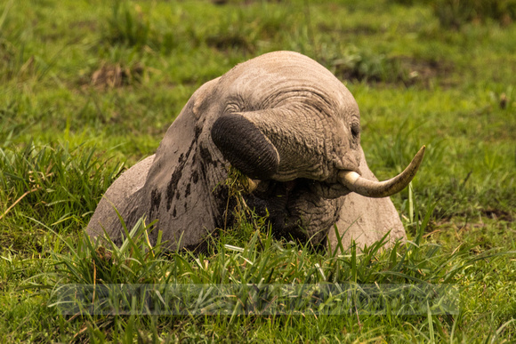 Amboseli National Park-1550