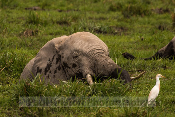 Amboseli National Park-1553