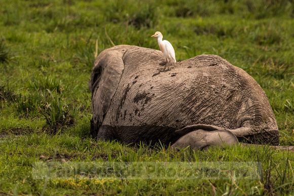 Amboseli National Park-1562