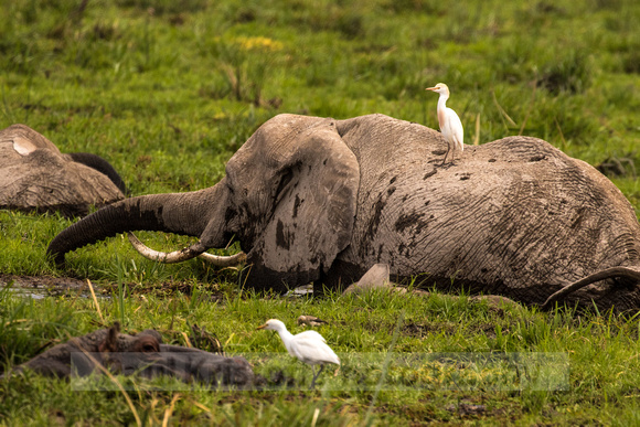 Amboseli National Park-1564