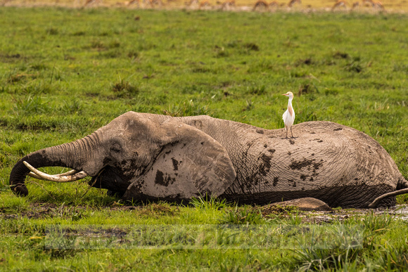 Amboseli National Park-1569