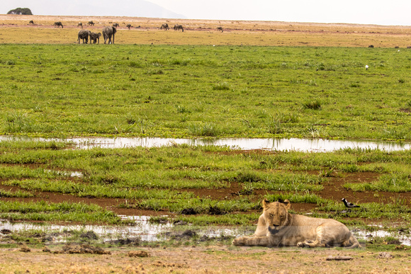 Amboseli National Park-1612