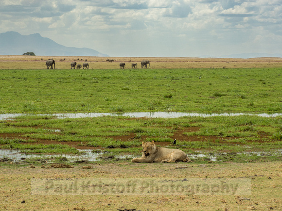 Amboseli National Park-1614