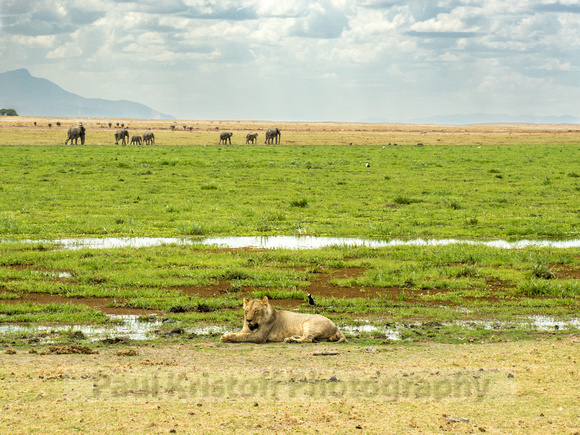 Amboseli National Park-1616