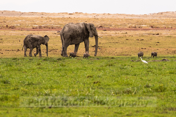 Amboseli National Park-1617