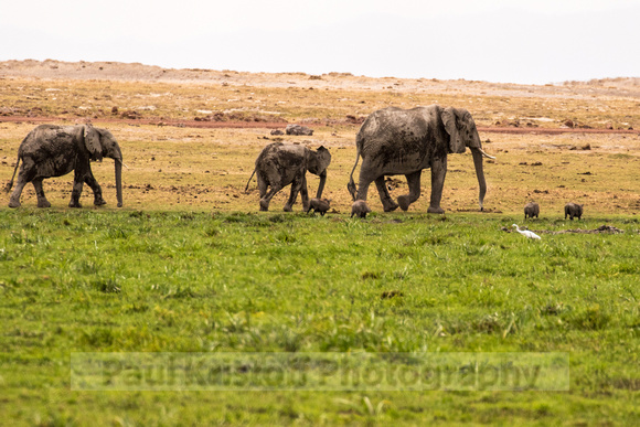 Amboseli National Park-1619