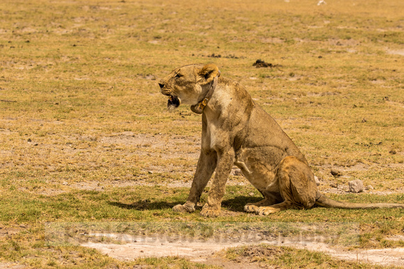 Amboseli National Park-1712
