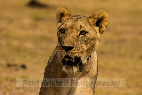 Amboseli National Park-1729