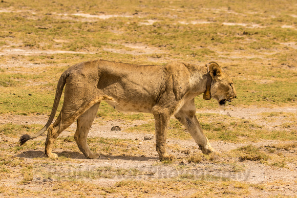 Amboseli National Park-1743