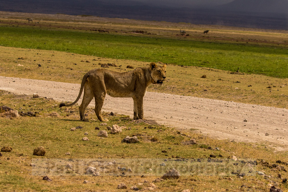 Amboseli National Park-1748