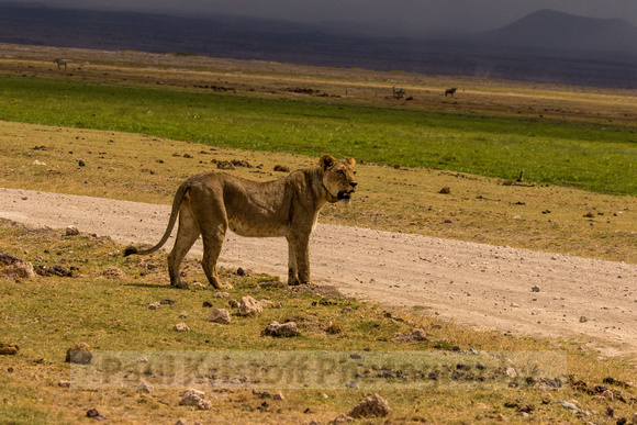 Amboseli National Park-1749