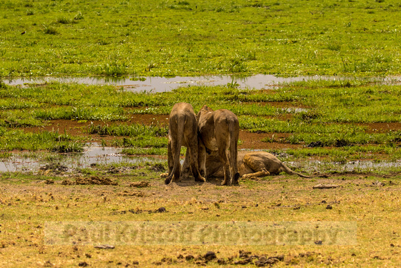 Amboseli National Park-1751