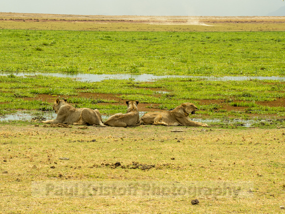 Amboseli National Park-1776