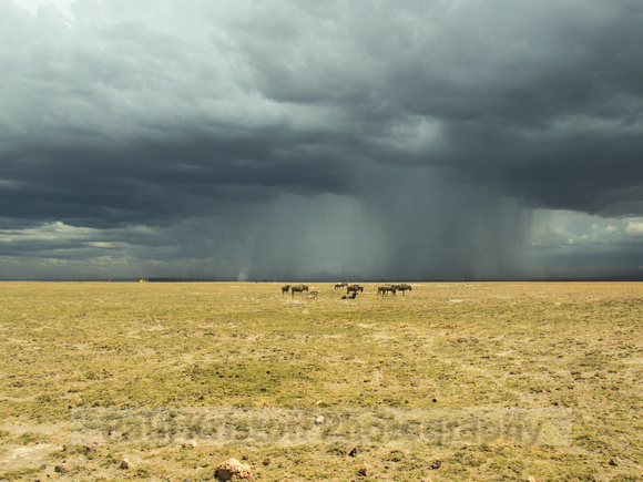 Amboseli National Park-1779