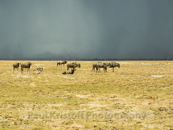 Amboseli National Park-1780