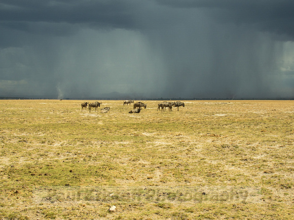 Amboseli National Park-1781