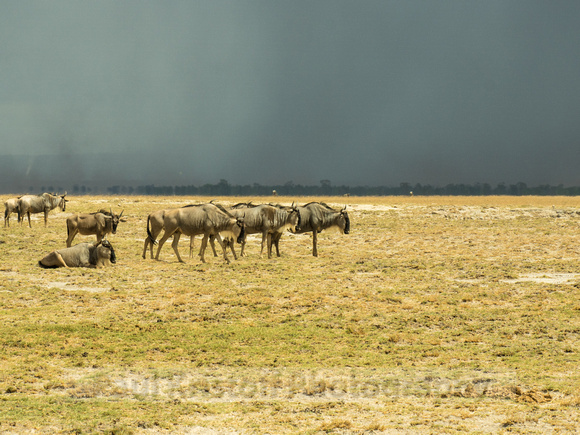 Amboseli National Park-1783