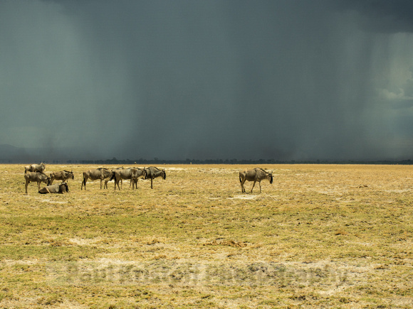 Amboseli National Park-1785