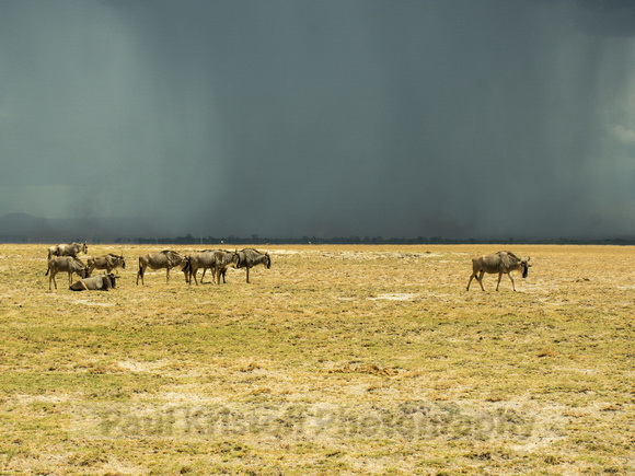 Amboseli National Park-1786