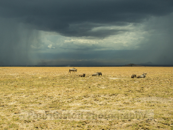Amboseli National Park-1792