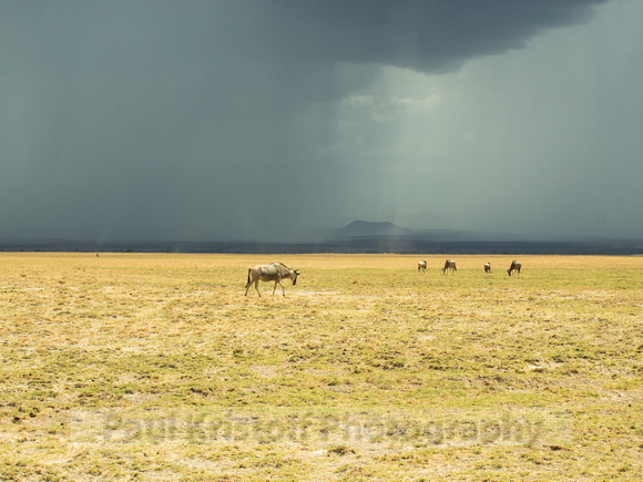 Amboseli National Park-1793