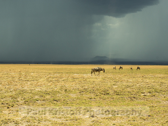 Amboseli National Park-1794