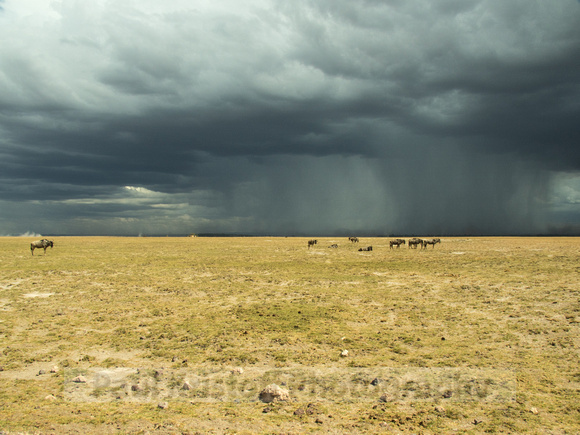 Amboseli National Park-1800