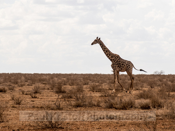 Amboseli National Park-1844