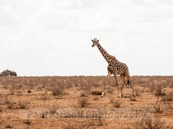 Amboseli National Park-1846