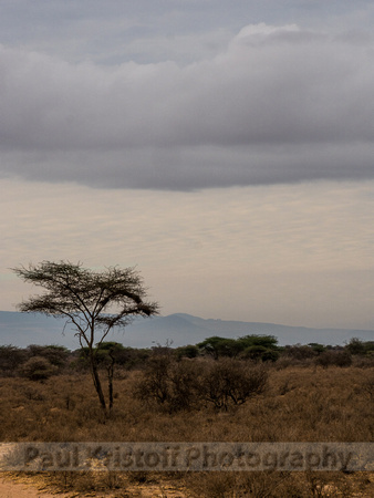 Amboseli National Park-1880