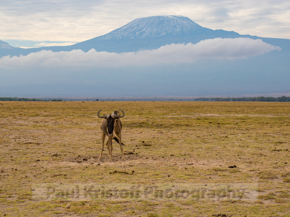 Amboseli National Park-1964