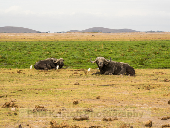 Amboseli National Park-1973