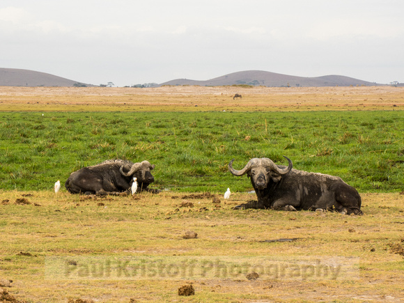 Amboseli National Park-1974