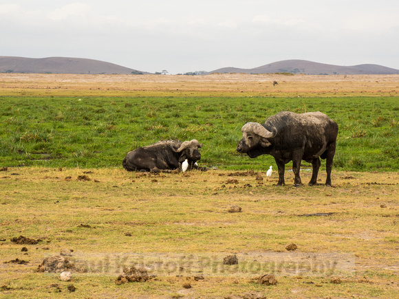 Amboseli National Park-1981