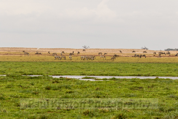 Amboseli National Park-1986