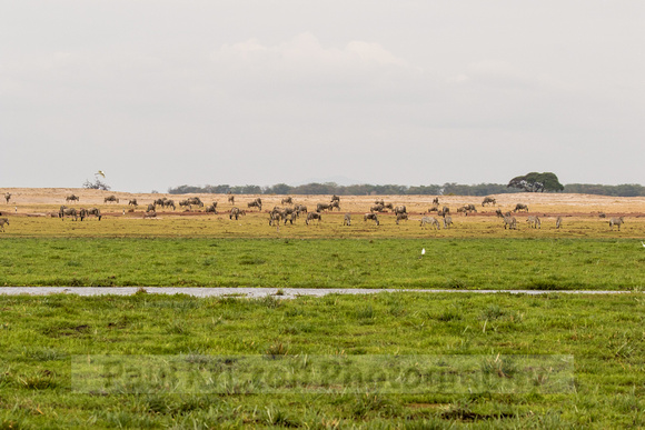 Amboseli National Park-1987