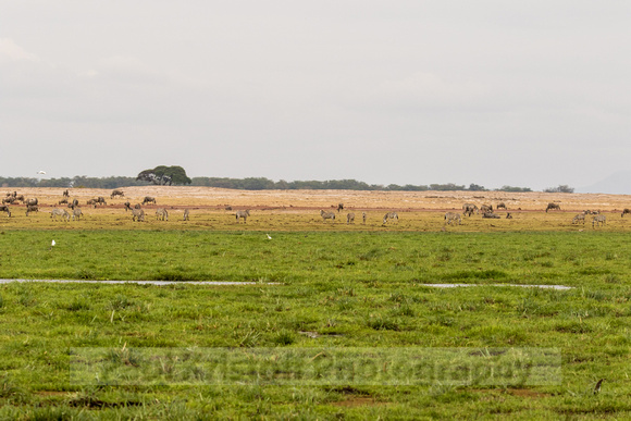 Amboseli National Park-1989
