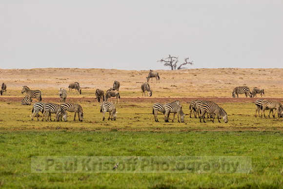 Amboseli National Park-1991