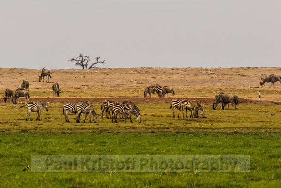 Amboseli National Park-1992