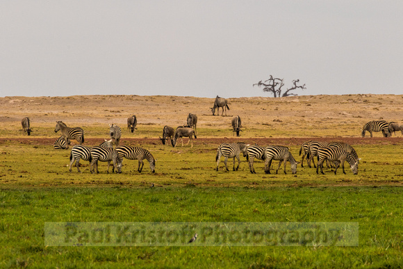 Amboseli National Park-1993