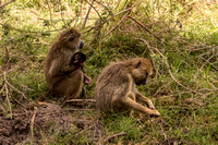 Amboseli National Park-880
