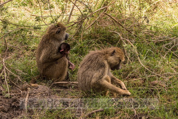 Amboseli National Park-880