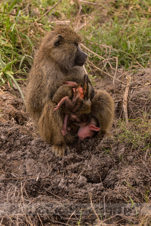Amboseli National Park-914