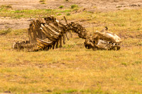 Maasai Mara National Park-176