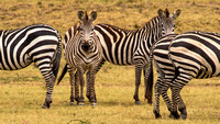 Maasai Mara National Park-238