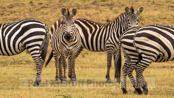 Maasai Mara National Park-238