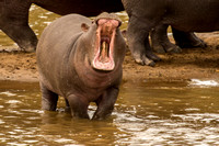 Yawning Hippo