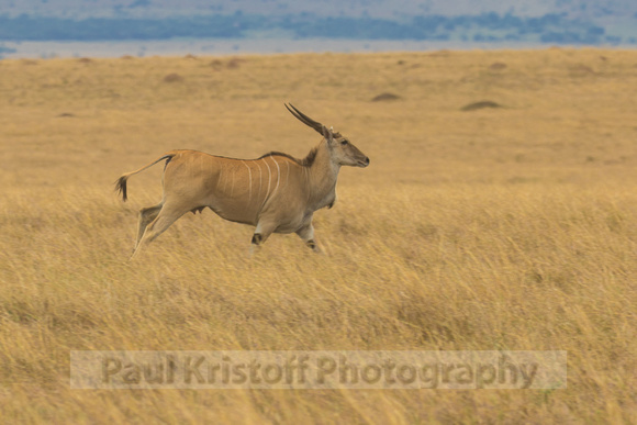 Maasai Mara National Park-368